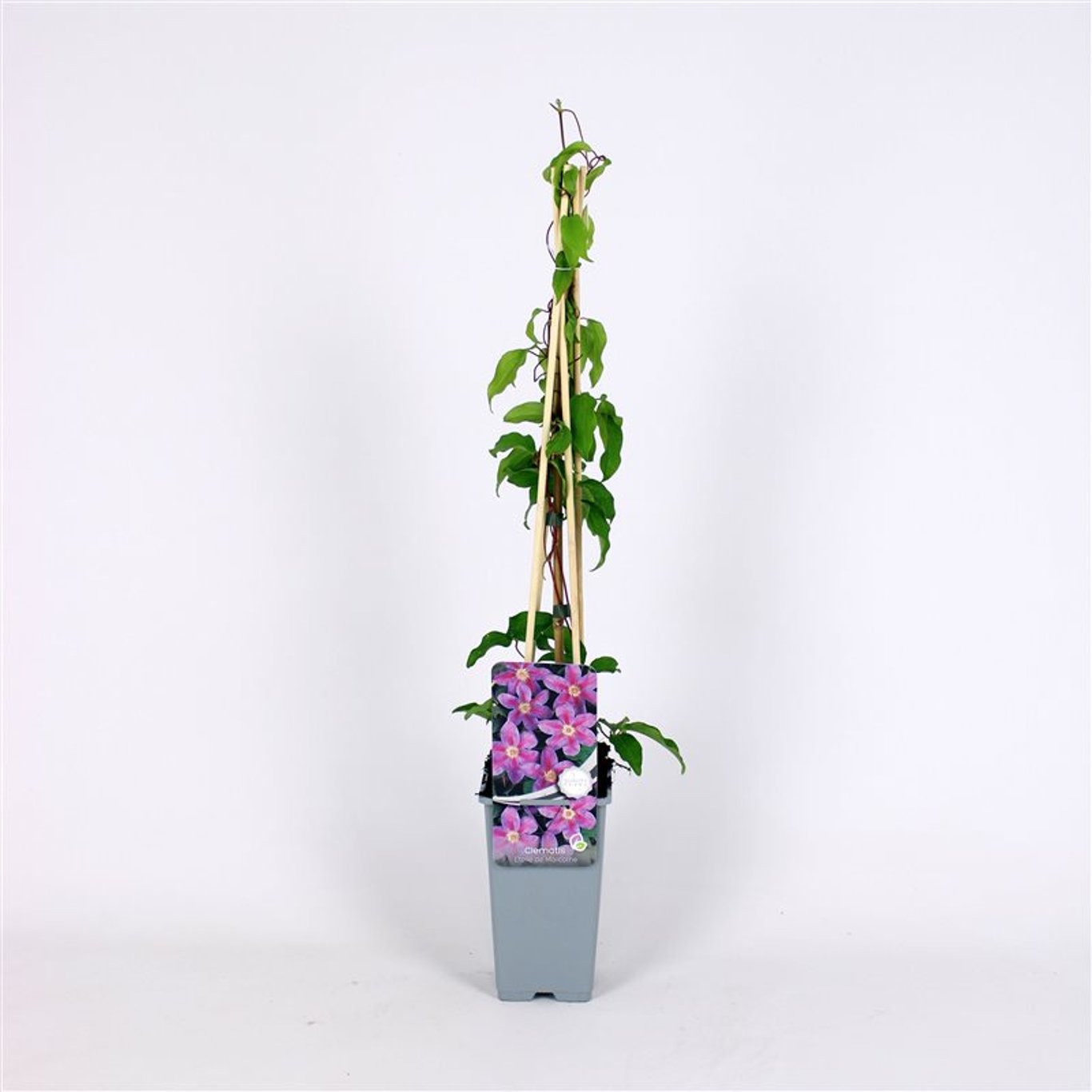 Klematis – Clematis 'Etoile de Malicorne' - C2 70/+ CM